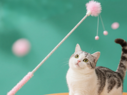 Cat teaser